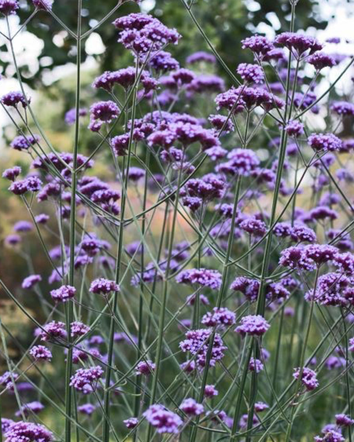 Verbena | 60ml Home Spray
