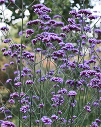 Verbena | 60ml Home Spray