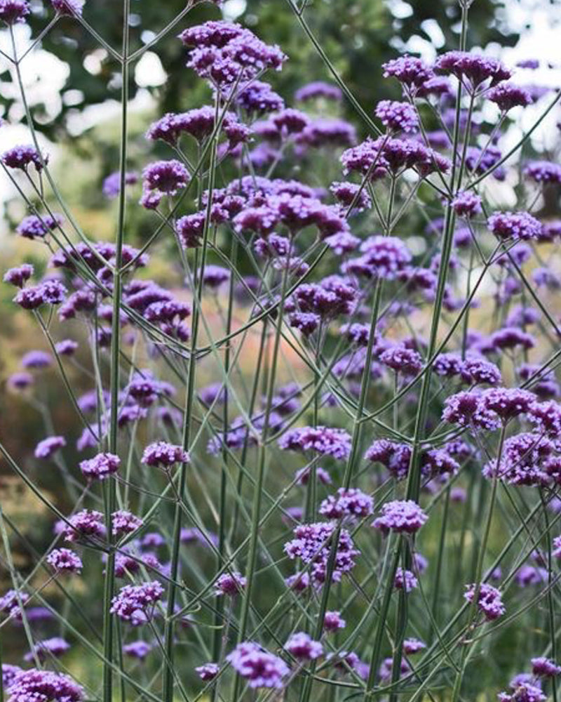 Verbena | 60ml Home Spray
