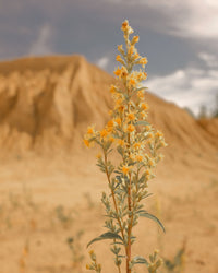 Desierto Florido | 280gr Vela Aromática