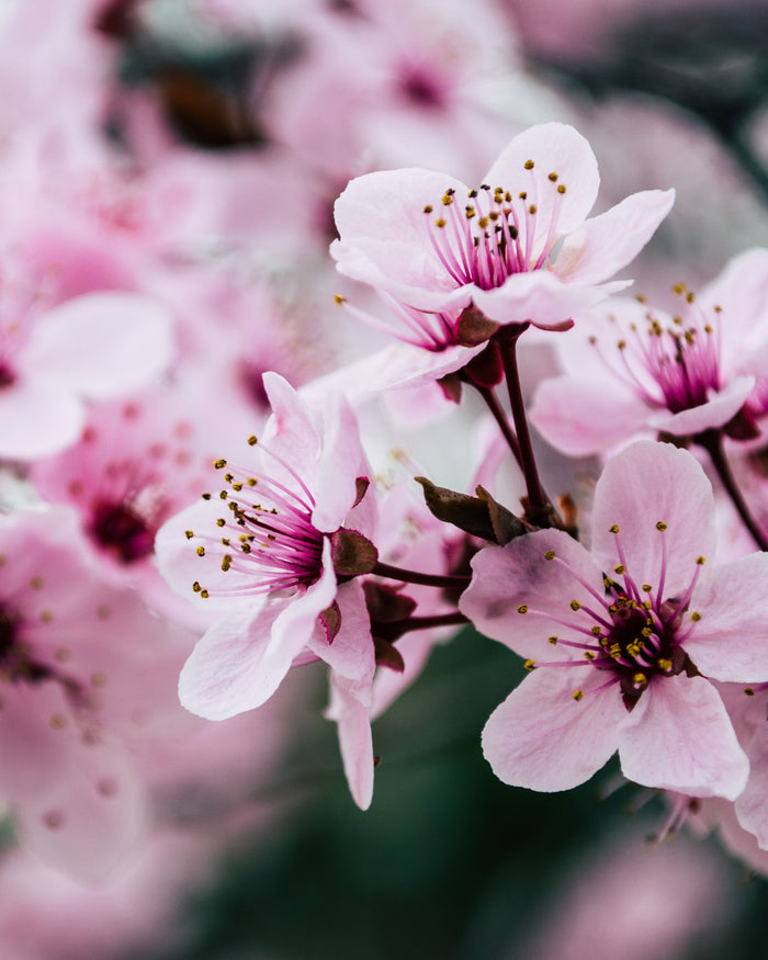 Cherry Blossom | 280gr Vela Aromática