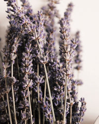 Lavanda | 280gr Vela Aromática